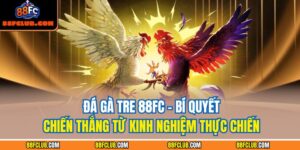 Đá gà tre 88FC