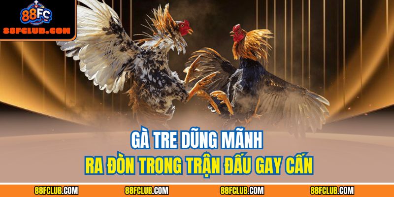 Đá Gà Tre 88fc – Bí Quyết Chiến Thắng Từ Kinh Nghiệm Thực Chiến 2 Gà tre dũng mãnh ra đòn trong trận đấu gay cấn