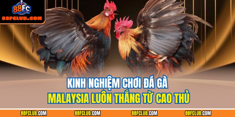 Chiến Thuật Và Kỹ Năng Khi Tham Gia Đá Gà Malaysia Tại 88FC 3 Kinh nghiệm chơi đá gà Malaysia luôn thắng từ cao thủ