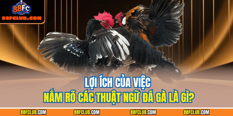 Thuật Ngữ Đá Gà Và Cách Vận Dụng Để Nâng Cao Chiến Thắng 2 Lợi ích của việc nắm rõ các thuật ngữ đá gà là gì?