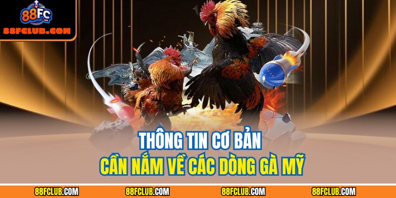 Tổng Hợp Chi Tiết Các Dòng Gà Mỹ Cho Người Chơi Tại 88FC 2 Thông tin cơ bản cần nắm về các dòng gà Mỹ