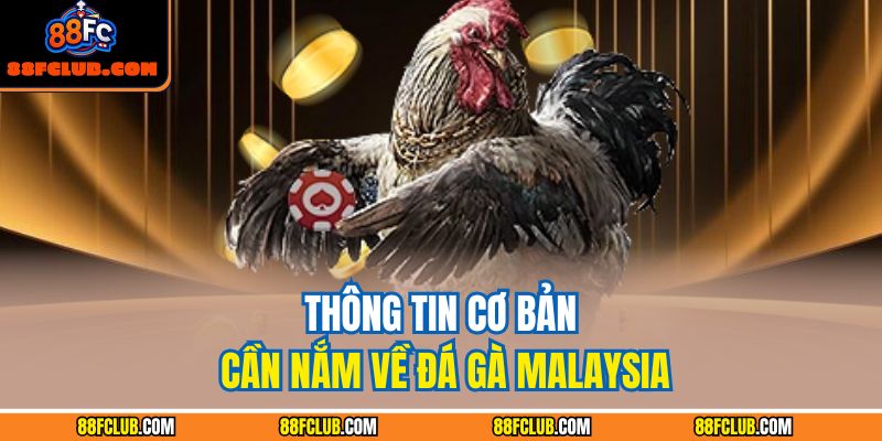 Chiến Thuật Và Kỹ Năng Khi Tham Gia Đá Gà Malaysia Tại 88FC 2 Thông tin cơ bản cần nắm về đá gà Malaysia