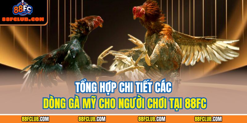 Tổng Hợp Chi Tiết Các Dòng Gà Mỹ Cho Người Chơi Tại 88FC 1 các dòng gà Mỹ